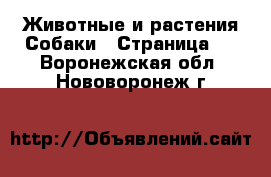 Животные и растения Собаки - Страница 6 . Воронежская обл.,Нововоронеж г.